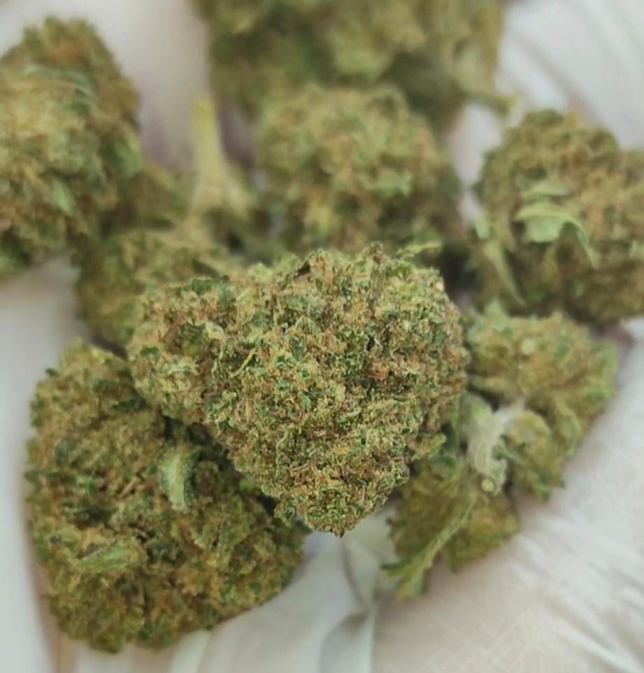 Bubblegum XS